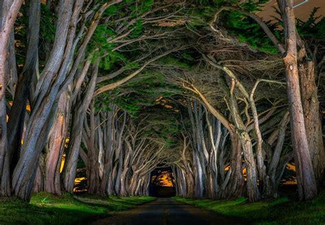 In forest ecology, canopy also refers to the upper layer or habitat zone, formed by mature tree crowns and including other biological organisms. beautiful, Avenue, Grass, Natural, Arch, Road, Trees ...