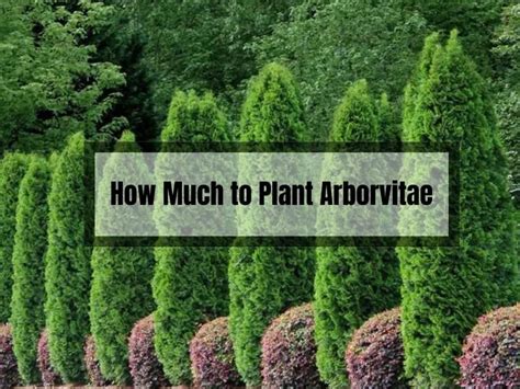Planting Arborvitae The Ultimate Guide To Thriving Plants Gardening Flow