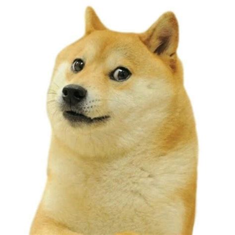 Doge Emoji For Discord Perros Graciosos Imágenes Divertidas Animales