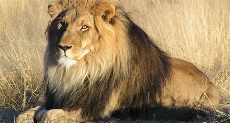 What Humans Can Learn From Lions