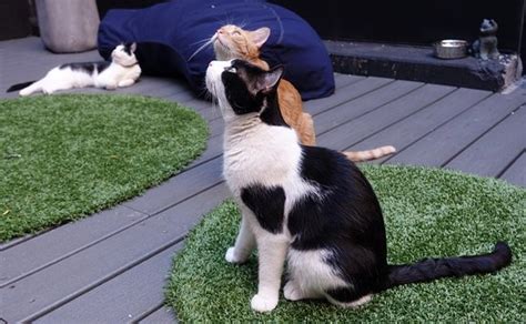 America's first japanese cat cafe. Koneko Cat Cafe (New York City) - Aktuelle 2020 - Lohnt es ...