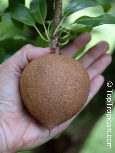 Manilkara Zapota Manilkara Achras Achras Sapota Sapodilla Ciku