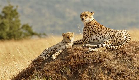 Kenya, officially the republic of kenya (swahili: Familienreise Kenia - Safari - Mit Kindern nach Kenia ...