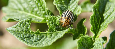 These natural remedies can get rid of pesky insects using natural products commonly found in the home. Do Some Plants Attract More Pests than Others? | JP Pest ...