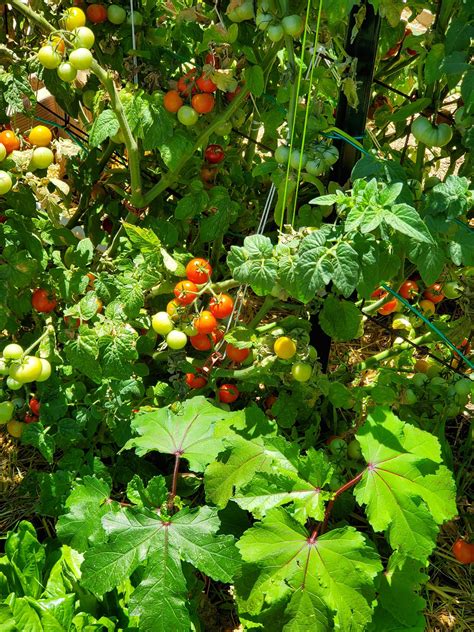 Maybe you would like to learn more about one of these? what soil for vegetable garden? (growing, fertilizer ...