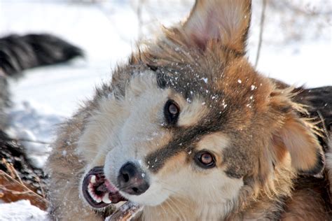 Maybe you would like to learn more about one of these? Aussie Shepherd husky mix dog | Lara | Flickr