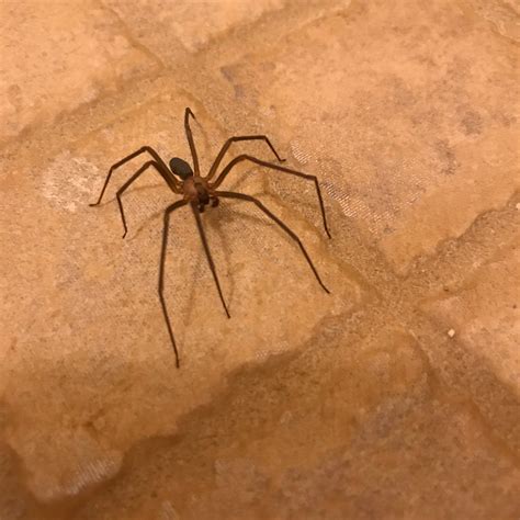 Is this friendly spider a brown recluse? (Kansas) : spiderbro
