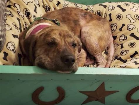 La storia di Gus un cane che scampato da morte certa è diventato l ispirazione per il mondo intero