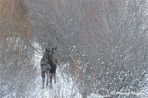 Marcel Huijser Photography Rocky Mountain Wildlife Moose Alces