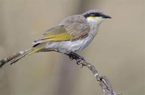 Singing Honeyeater Birdlife Australia Bird Life List Swampland