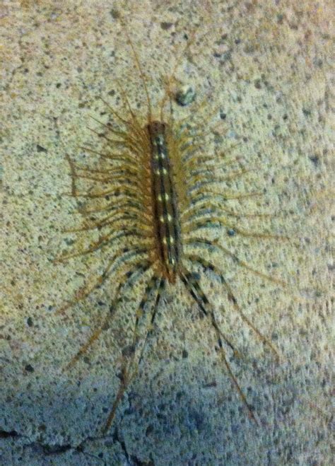 Bitte in den einstellungen google maps aktivieren. Unbekanntes Tier (Tausendfüßler) (Tiere, Biologie, Insekten)