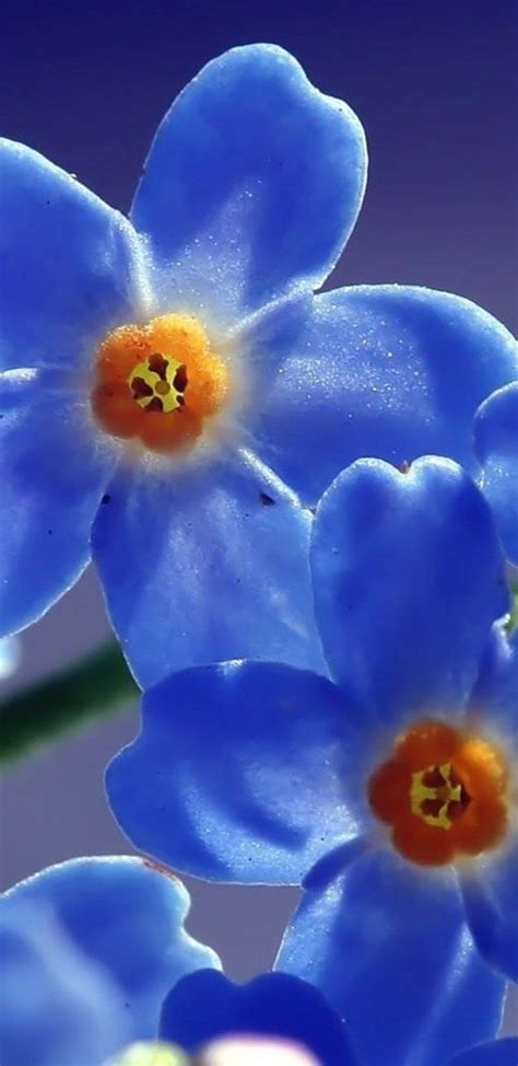 1440x2960 Blue Beautiful Flowers Samsung Galaxy Note 98 S9s8s8 Qhd