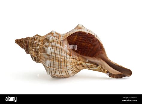 Closeup Of A Striped And Spiral Seashell Stock Photo Alamy
