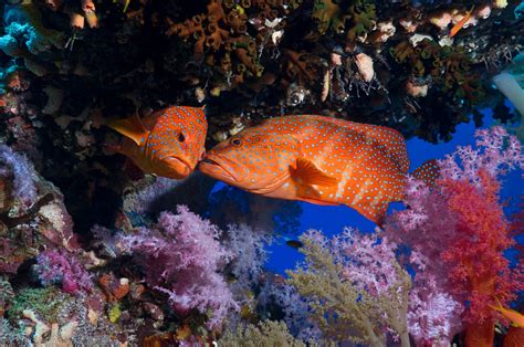 Animals National Geographic Fish Coral Underwater Wallpapers Hd