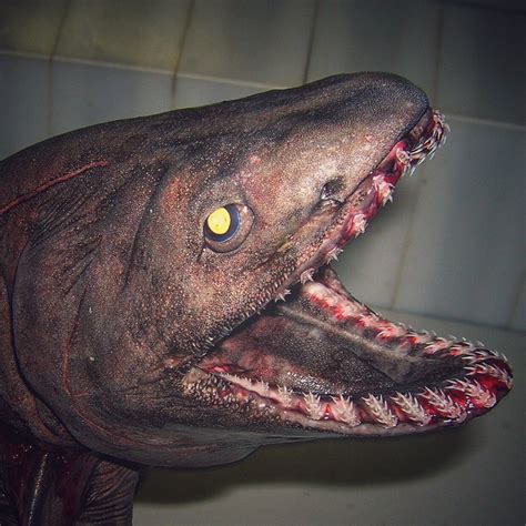20 Amazingly Bizarre Sea Creatures This Russian Fisherman Caught Page