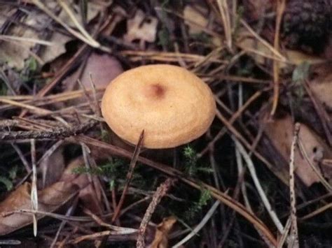 Mild Milk Cap Lactarius Subdulcis Mild Fruit Fungi