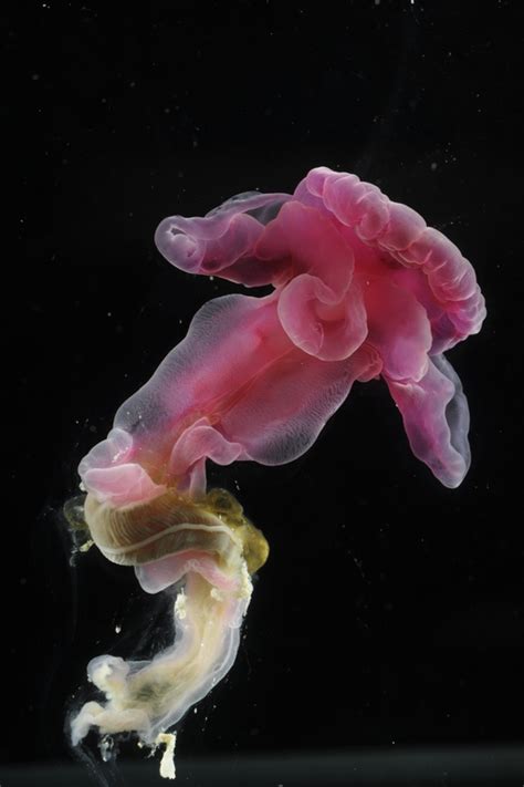 New Creatures From The Deep Identified