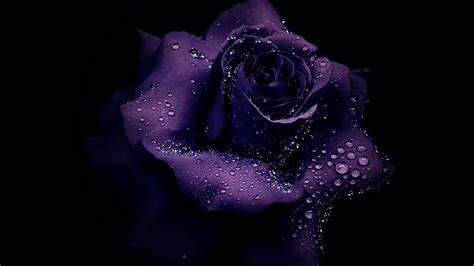 Purple Rose In Black Background Hd Purple Wallpapers Hd Wallpapers