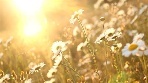 Field Of Daisies At Sunset 스톡 동영상 비디오100 로열티 프리 1769411 Shutterstock