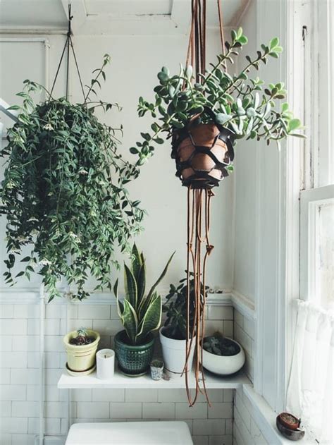 Order succulent plants, cuttings, seeds and more. Forgiveness for the Forgetful Water-er: Jades Are the ...