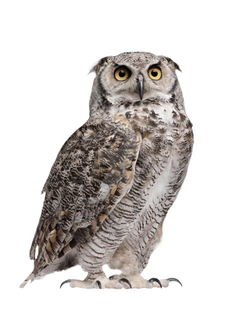 Owl Png Transparent Images Png All
