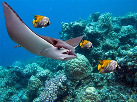 10 Stunning Facts About Stingrays Mental Floss