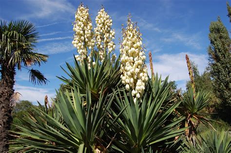 WHAT IS A YUCCA PLANT? |The Garden of Eaden
