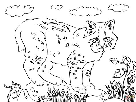 Cute Bobcat Coloring Online