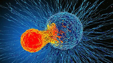 Immune Discovery May Treat All Cancer Bbc News