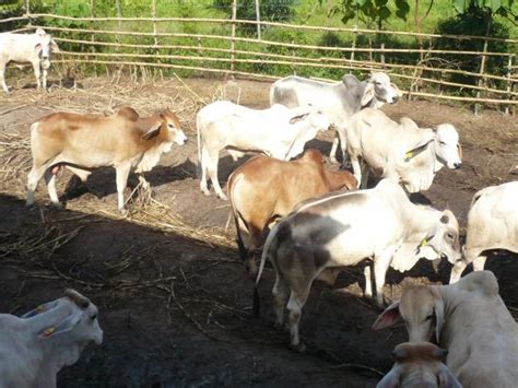 Jangan risau kami sedia membantu anda untuk mendapatkan lembu yang setimpal dengan harga yang berpatutan bagi melaksanakan ibadah korban yang hampir tiba. harga lembu: Berapa Harga Lembu