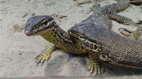 0 (850) 577 99 99 www.varan.com.tr. Animal planet- Komodo dragon-Big varan 4K - YouTube