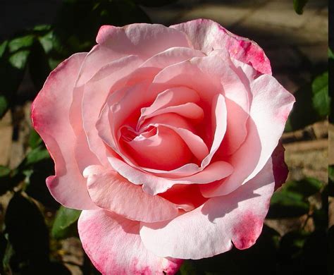 About press copyright contact us creators advertise developers terms privacy policy & safety how youtube works test new features press copyright contact us creators. Photo: A Spanish Rose | Flowers and more flowers album ...