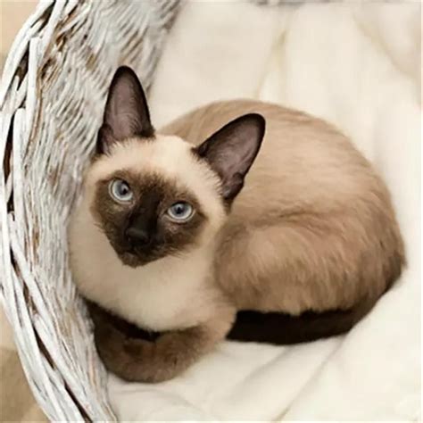 Siamese Kittens British Shorthair Cute Cats Quick Beautiful Eyes