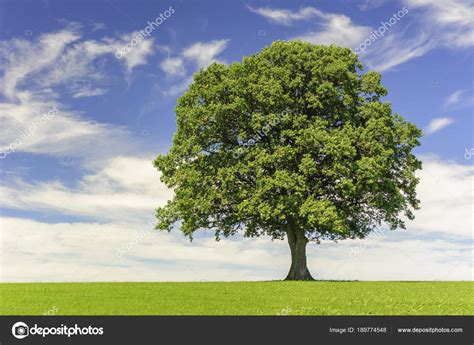 Single Big Oak Tree In Field With Perfect Treetop Stock Photo By
