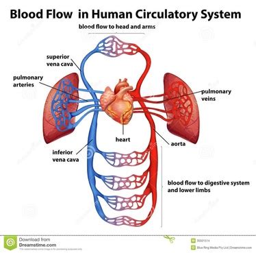 (a) average flow stress, (b) compression. Circulatory System Notes - Welcome to Biology!