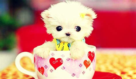 Download hd wallpapers tagged with cute from page 1 of hdwallpapers.in in hd, 4k resolutions. HD Cute Wallpapers - Wallpaper Cave