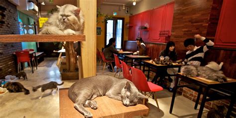 Cat Cafe Montreal Café Chat Lheureux To Welcome Cats And