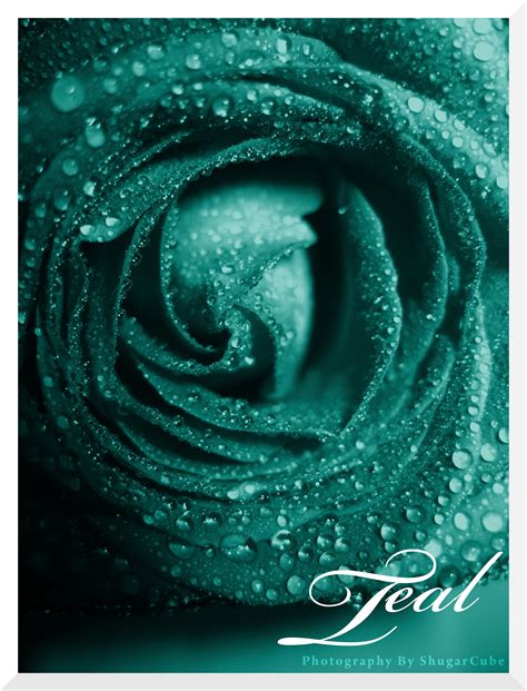 Pin by Lua Purpura on Just Hanging Around | Teal roses, Shades of teal