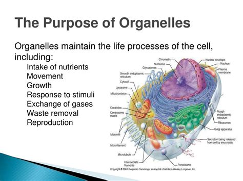 Animal cell organelles and function nucleus: PPT - Plant and Animal Cells PowerPoint Presentation, free ...