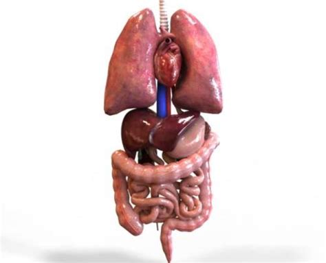 0.8em we have 16 images about gambar organ tubuh manusia including images, pictures, photos, wallpapers, and more. Organ Tubuh Manusia