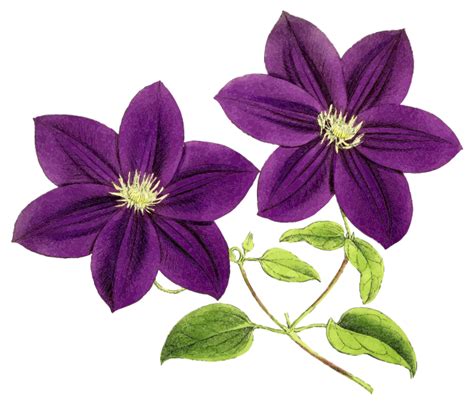 violet flower png png all png all