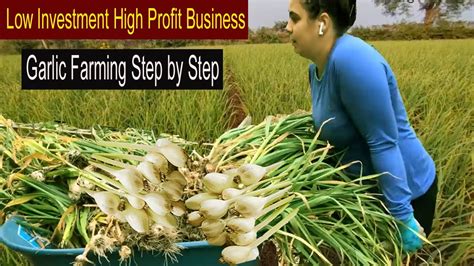 How To Start Business Garlic Farming How To Grow Garlic Step By Step