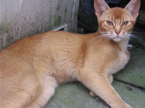 Breeding Queens Essence Abyssinian Cats