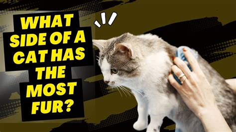 Which Side Of A Cat Has The Most Fur The Answer Might Surprise You