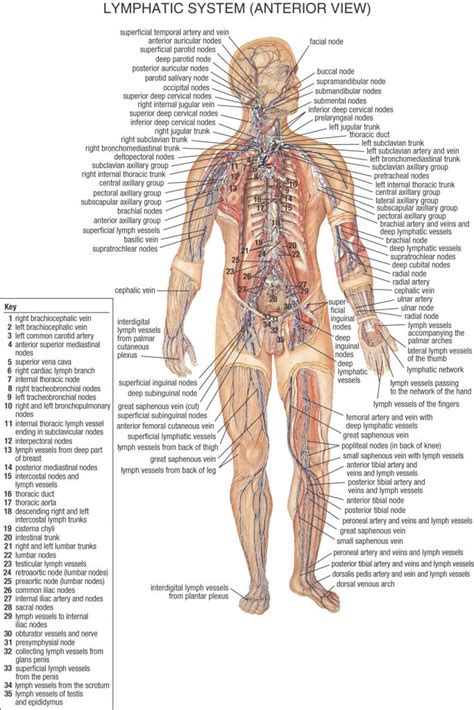 Find out what the heaviest organs in the human body are, and what they do, here. Image result for all lymph nodes in body | Lymph system ...
