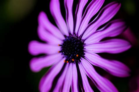 Some sources believe fresh seeds are the ideal way to start these flowers. File:Purple flower on black.jpg - Wikimedia Commons