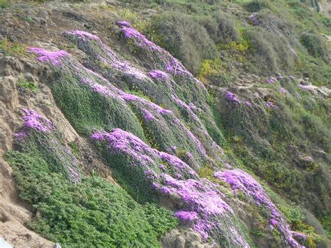 8657 villa la jolla dr, la jolla, ca 92037, usa. La Jolla Cliff Flowers | La jolla, Favorite city, Flowers