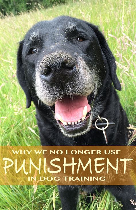 Punishment In Dog Training How It Works And If You Should Use It