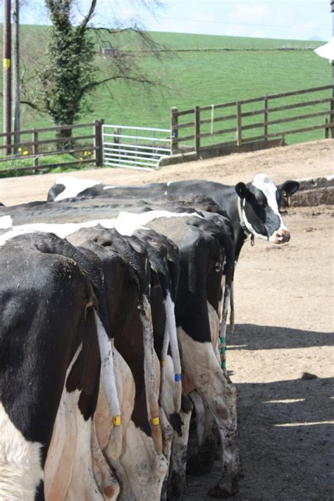 Farm Health Online Animal Health And Welfare Knowledge Hub Cattle