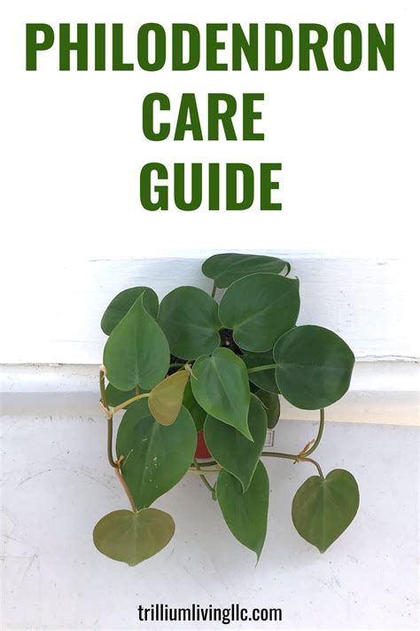 How To Grow Philodendron Types And Care Tips Trillium Living Philodendron Care Philodendron